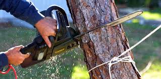Best Organic Lawn Care Solutions  in Greenback, TN