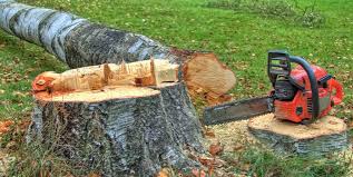 Tree and Shrub Care in Greenback, TN