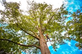 Best Hazardous Tree Removal  in Greenback, TN