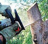 Best Tree Health Inspection  in Greenback, TN
