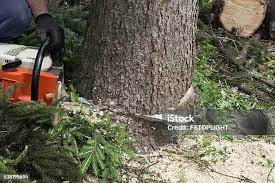 Trusted Greenback, TN Tree Removal Experts