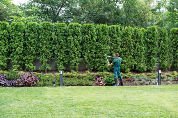 Best Storm Damage Tree Cleanup  in Greenback, TN