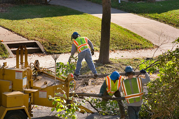 Best Lawn Drainage Solutions  in Greenback, TN