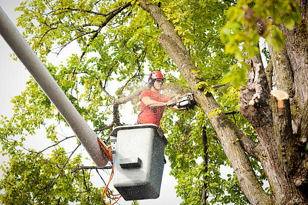 Best Tree Preservation Services  in Greenback, TN