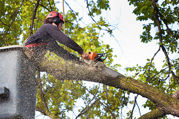 Best Lawn Maintenance Plans  in Greenback, TN
